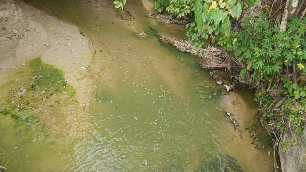 Algae Bloom, Not Pollution, Behind Pertang River's Green Water, Says N. Sembilan Fisheries Department