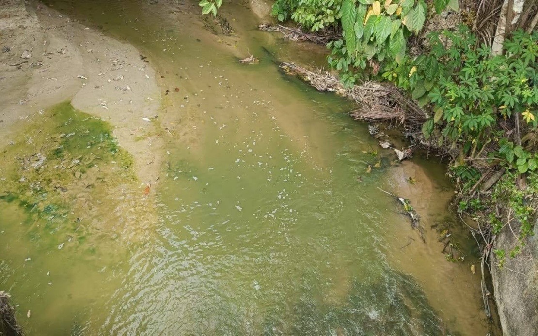 Algae Bloom, Not Pollution, Behind Pertang River's Green Water, Says N. Sembilan Fisheries Department
