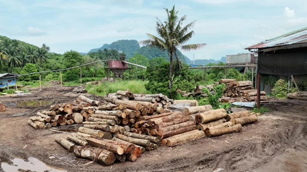 Forest Rangers Net 11 Suspects, Seize Timber Worth RM2.43 Million in East Coast Crackdown