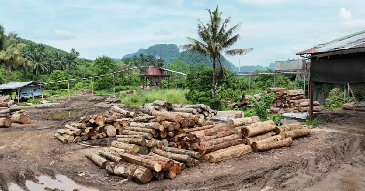 Forest Rangers Net 11 Suspects, Seize Timber Worth RM2.43 Million in East Coast Crackdown